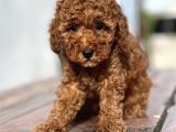 Çiftliğimizden Toy Poodle Bebekler