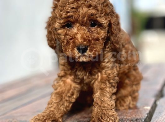 Çiftliğimizden Toy Poodle Bebekler görsel