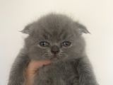 British Long Hair Ve Scottish Fold’un Yavruları