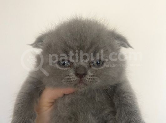 British Long Hair Ve Scottish Fold’un Yavruları görsel