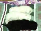 Safkan British Shorthair Yavrular