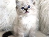 Safkan Ragdoll Bebekler