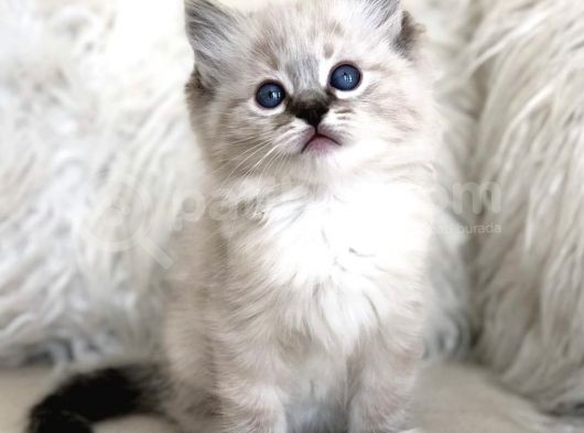 Safkan Ragdoll Bebekler görsel