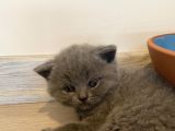 British Long Hair Ve Scottish Fold’un Yavruları