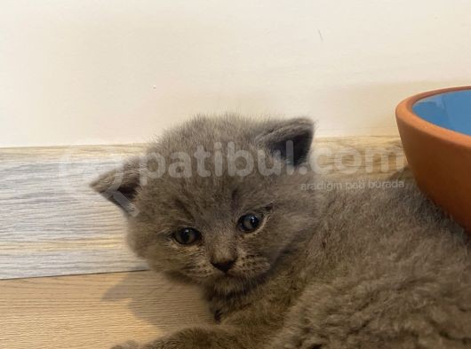 British Long Hair Ve Scottish Fold’un Yavruları görsel