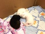 Safkan British Shorthair Yavrular