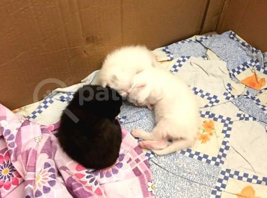 Safkan British Shorthair Yavrular görsel