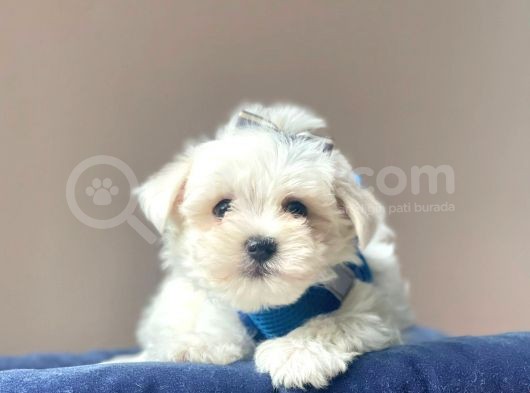 Maltese Mini Boy Yavrular görsel