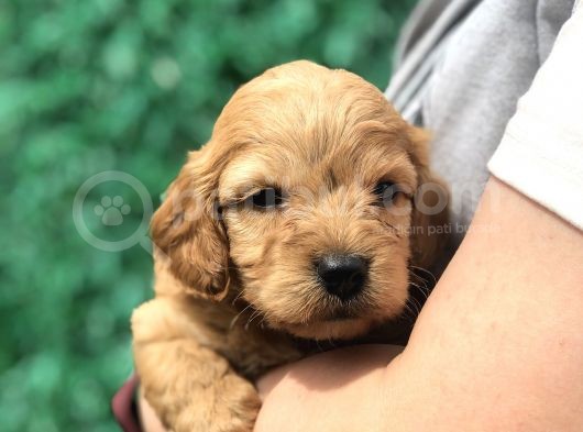 Red Brown Maltıpoo Yavrumuz