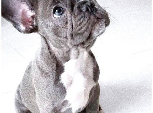 Fransızbulldog Blue Gri Mavi Gözlü Füme Garantili Yavrular görsel