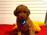 Toy Poodle Red 50 Günlük Erkek Yavrularımız