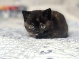 Mama Karşılığı Bebekler 