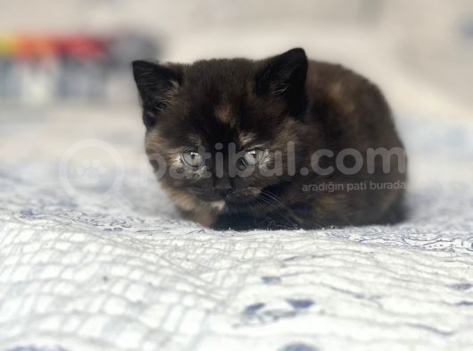 Mama Karşılığı Bebekler  görsel