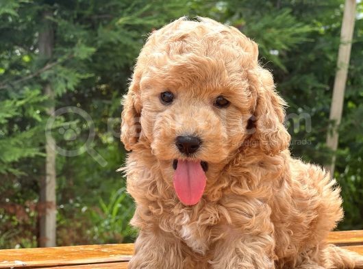 Çiftliğimizden Toy Poodle Bebekler