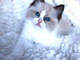Ragdoll Safkan Yavrular