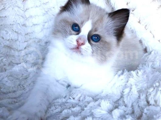 Ragdoll Safkan Yavrular