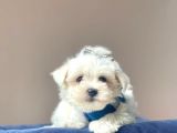 Maltese Mini Boy Yavrular