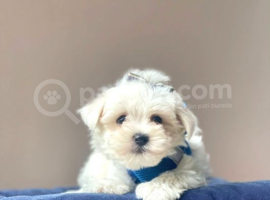 Maltese Mini Boy Yavrular görsel