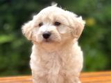 Anne Baba Orjinal Maltipoo Yavrularimiz