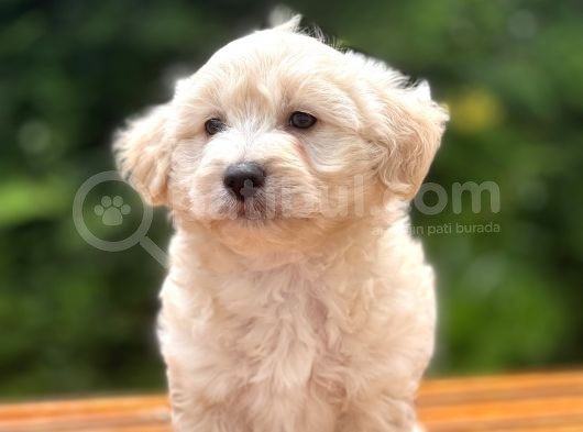 Anne Baba Orjinal Maltipoo Yavrularimiz görsel
