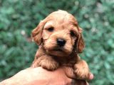 Tüy Dökmeyen Koku Yapmayan Maltipoo Yavrularımız
