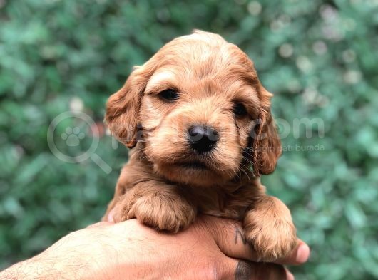 Tüy Dökmeyen Koku Yapmayan Maltipoo Yavrularımız görsel