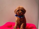 Sarkan Toy Poodle Yavrularımız