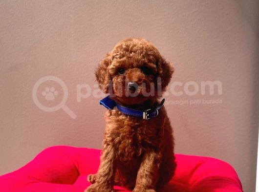 Sarkan Toy Poodle Yavrularımız görsel