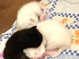 Safkan British Shorthair Yavrular