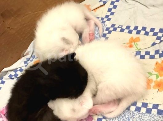 Safkan British Shorthair Yavrular görsel