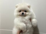 Teddy Face Pomeranian Boo Yavrularimiz