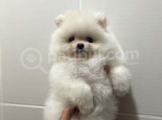 Teddy Face Pomeranian Boo Yavrularimiz
