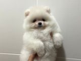 Teddy Face Pomeranian Boo Yavrularimiz