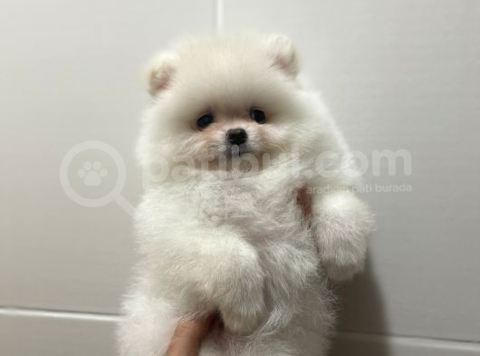 Teddy Face Pomeranian Boo Yavrularimiz görsel