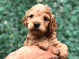 Tüy Dökmeyen Koku Yapmayan Maltipoo Yavrularımız