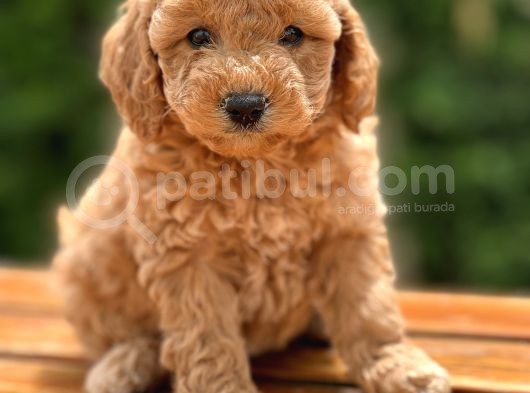 Çiftliğimizden Toy Poodle Bebekler görsel