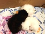 Safkan British Shorthair Yavrular