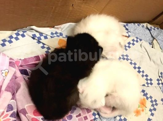 Safkan British Shorthair Yavrular görsel