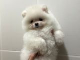 Teddy Face Pomeranian Boo Yavrularimiz