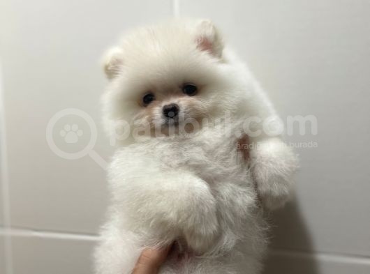 Teddy Face Pomeranian Boo Yavrularimiz görsel