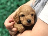 Red Brown Maltıpoo Yavrumuz