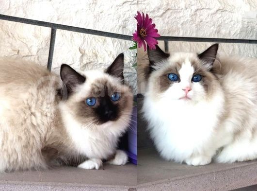Ragdoll Safkan Show Class Ragdoll Bebekleri̇m görsel