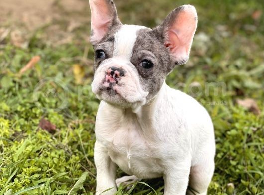 Egzotik French Bulldog Bebekler görsel