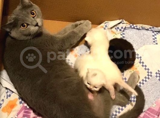 Safkan British Shorthair Yavrular görsel