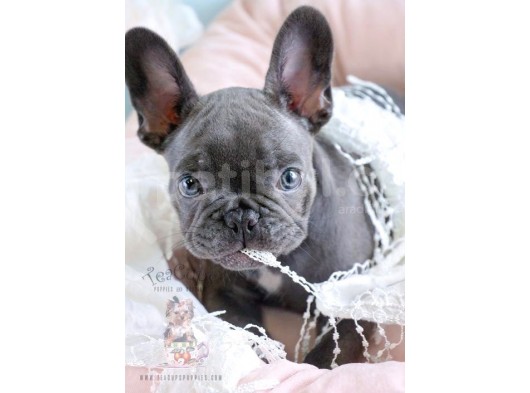 Fransızbulldog Blue Gri Mavi Gözlü Füme Garantili Yavrular görsel