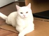 Safkan British Shorthair Yavrular