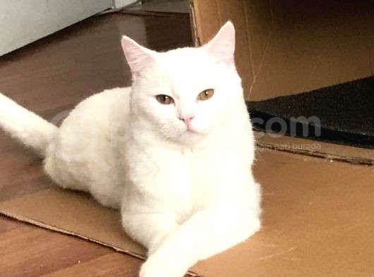 Safkan British Shorthair Yavrular görsel