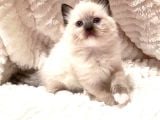 Ragdoll Safkan Show Class Ragdoll Bebekleri̇m
