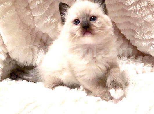 Ragdoll Safkan Show Class Ragdoll Bebekleri̇m görsel