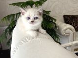 2 Aylık British Shorthair Blue Point Ve Lnxpoint Dişi Yavrular
